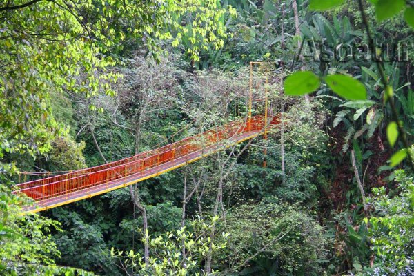puente en Jardín Botánico y Mariposario